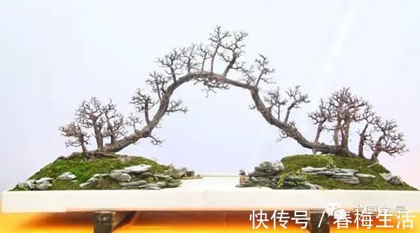 丛林式|山野丛林怎么样才能变成精致的盆景?9个步骤告诉你!