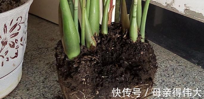 冬至后,盆栽养花有这3种症状该马上换土,一刻都甭多等