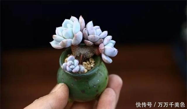 多肉饿着养,个个土肥圆,越矮越小越值钱