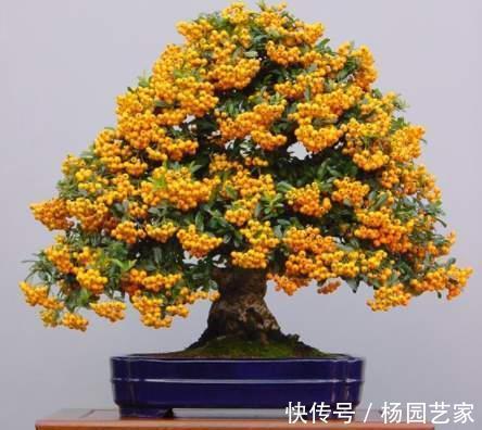 果实|家里种棵“吉祥果”,好看能吃价值多,还能养成精美盆景