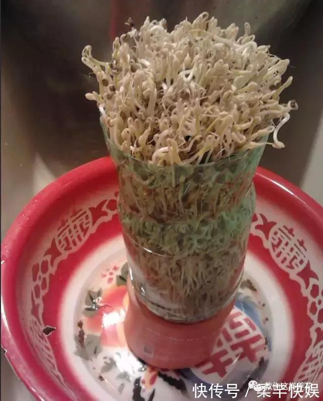 塑料瓶别扔了，用来养花真是神器！可别浪费了！