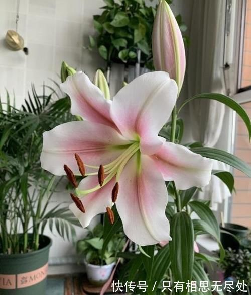 花瓣|客厅养花，这6种“香香花”，花香浓郁，养在客厅衣服都带香味