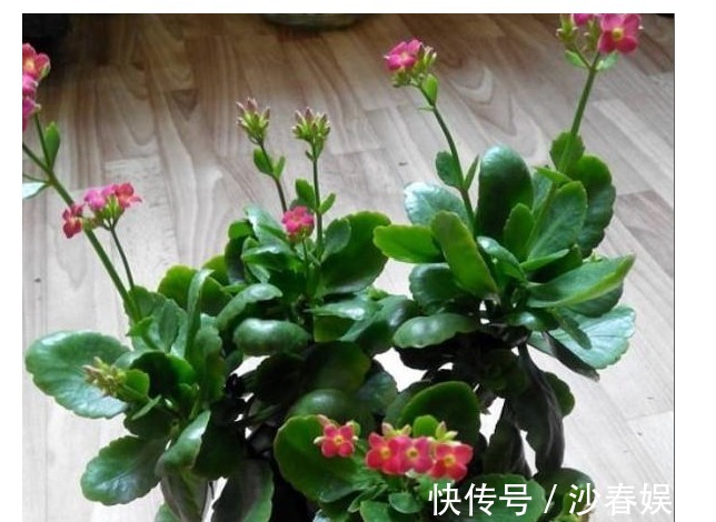 长寿花|长寿花冒出花苞后，只需一个简单的小步骤，花苞就能蹭蹭往外冒