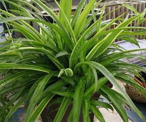 春天太干燥,养3种植物环境要湿润,不然叶子容易干焦