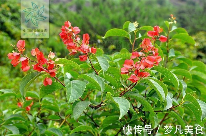 红斑狼疮|山砒霜，见过吗？治类风湿性关节炎、红斑狼疮、银屑病