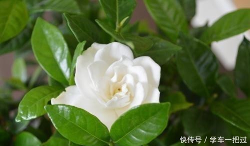 新买的栀子花，做错这一步，叶子发黄花苞全掉！