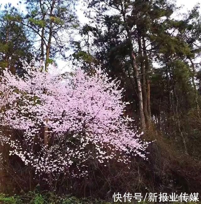 雨淞|鸡公山春来早，春节踏青赏花正当时