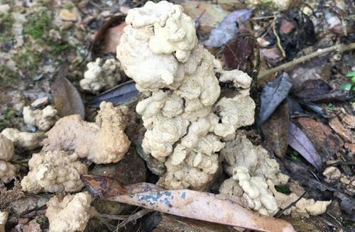 花卉|家里养花,2种东西掺盆里,土壤疏松透气,比淘米水强10倍!