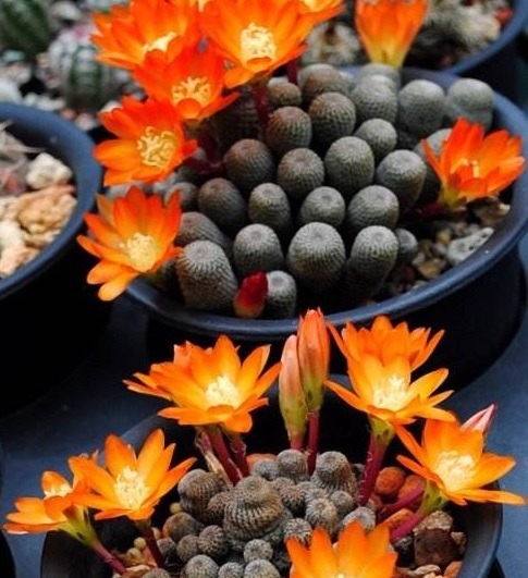 60岁的他,退休只养仙人球,10个品种,开花比月季还漂亮