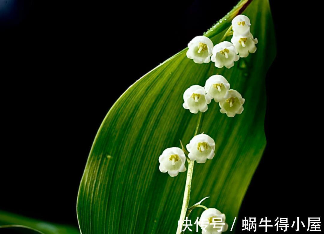 金枝玉叶|30℃以上，10种花就先别养了，买一盆死一盆，别怪我没提醒你