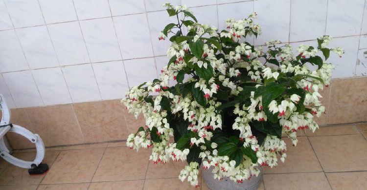 4种花超美的，谁见了都喜欢，美不胜收，值得入手