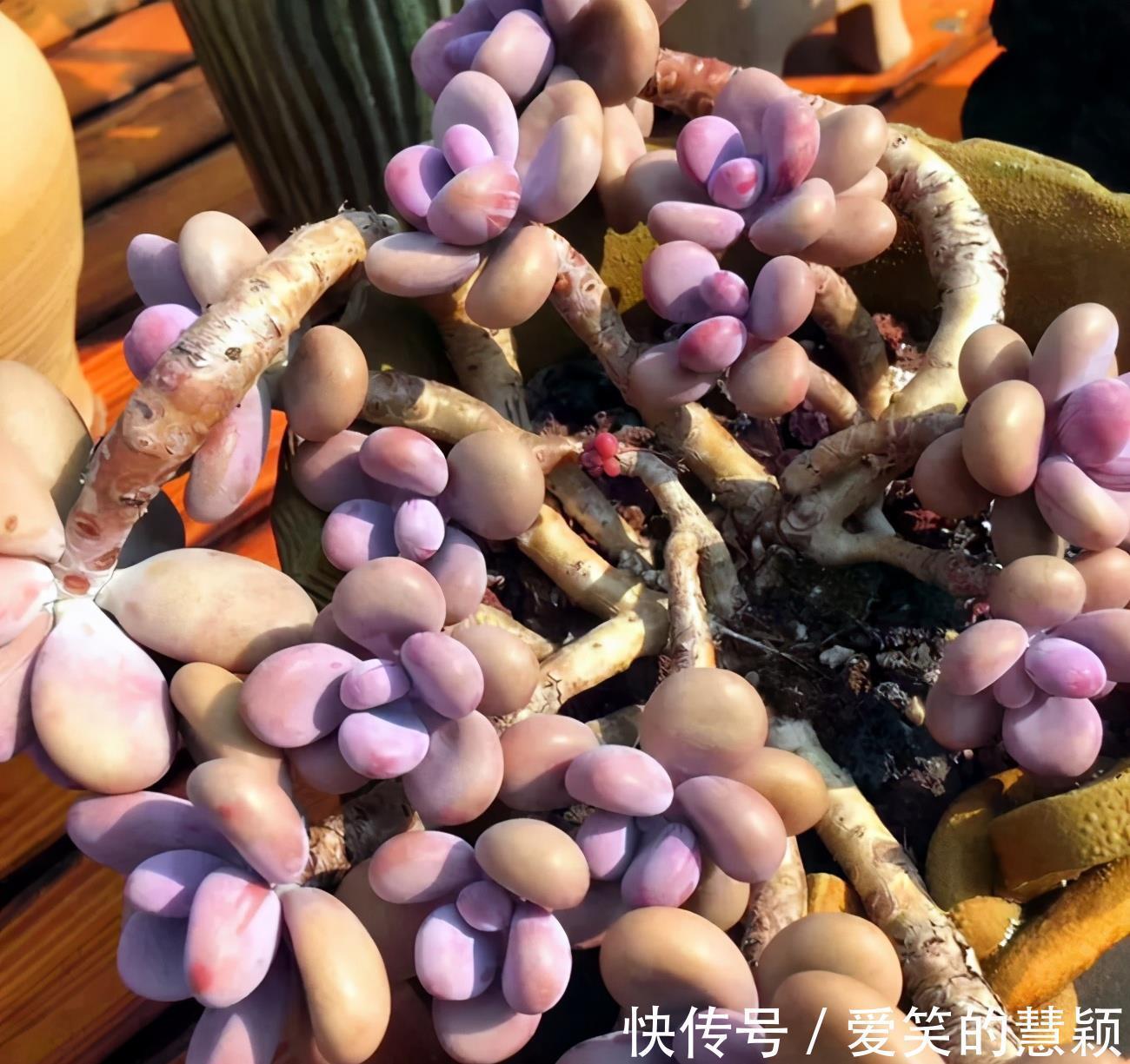 小花|多肉桃蛋培育成老桩,如何又好又快