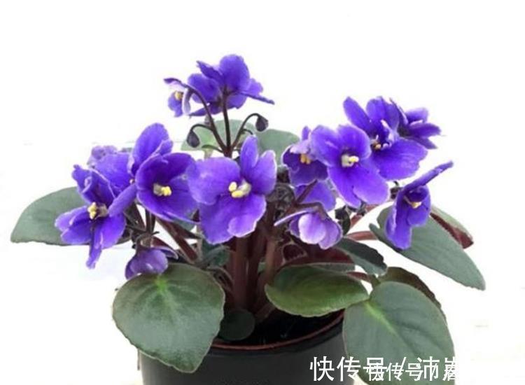 花卉|五种花一年到头开不停,四季天天有花看,叶美开花更漂亮