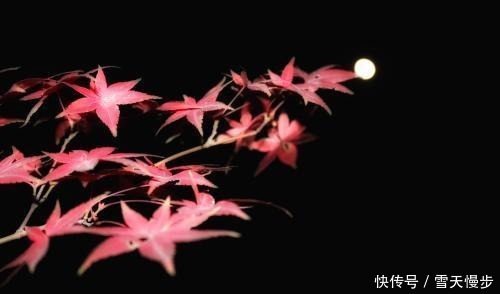 相思|秋来，一处相思，两处闲愁，知否知否念你依旧