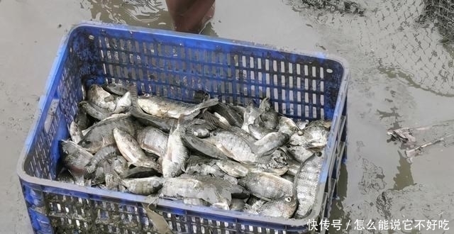 河道|普宁河道干涸，大量繁殖期罗非鱼搁浅河道，有人一筐筐捞走