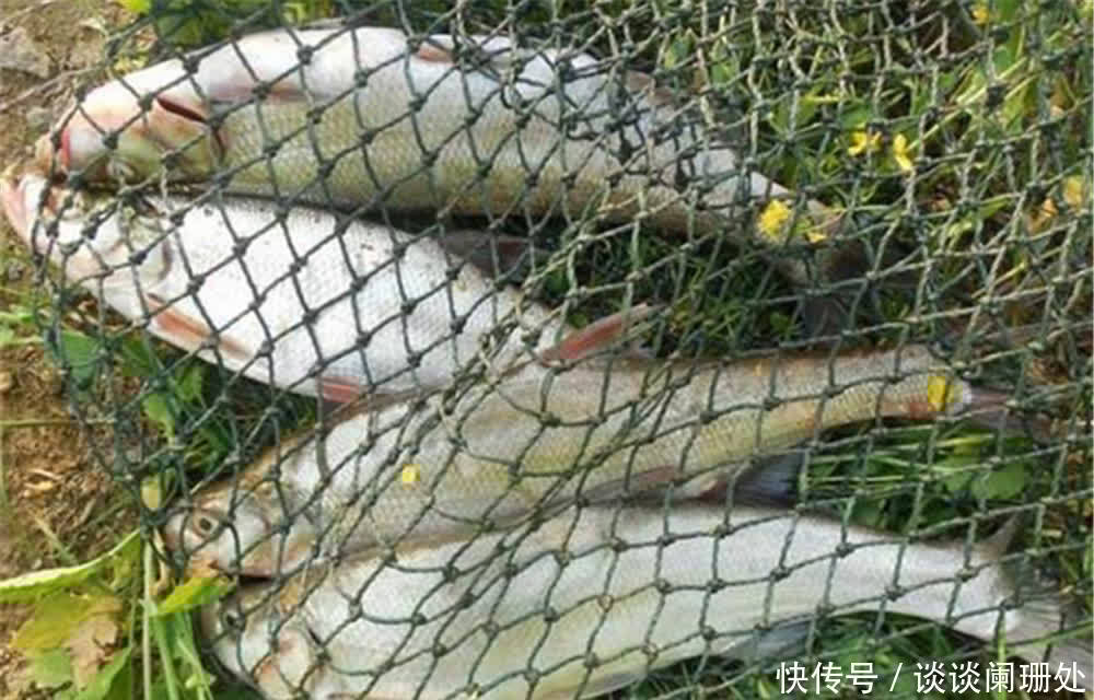 鱼钩|钓“米级翘嘴”,用这几种“泥鳅”钓法,大翘嘴一钓一个准!