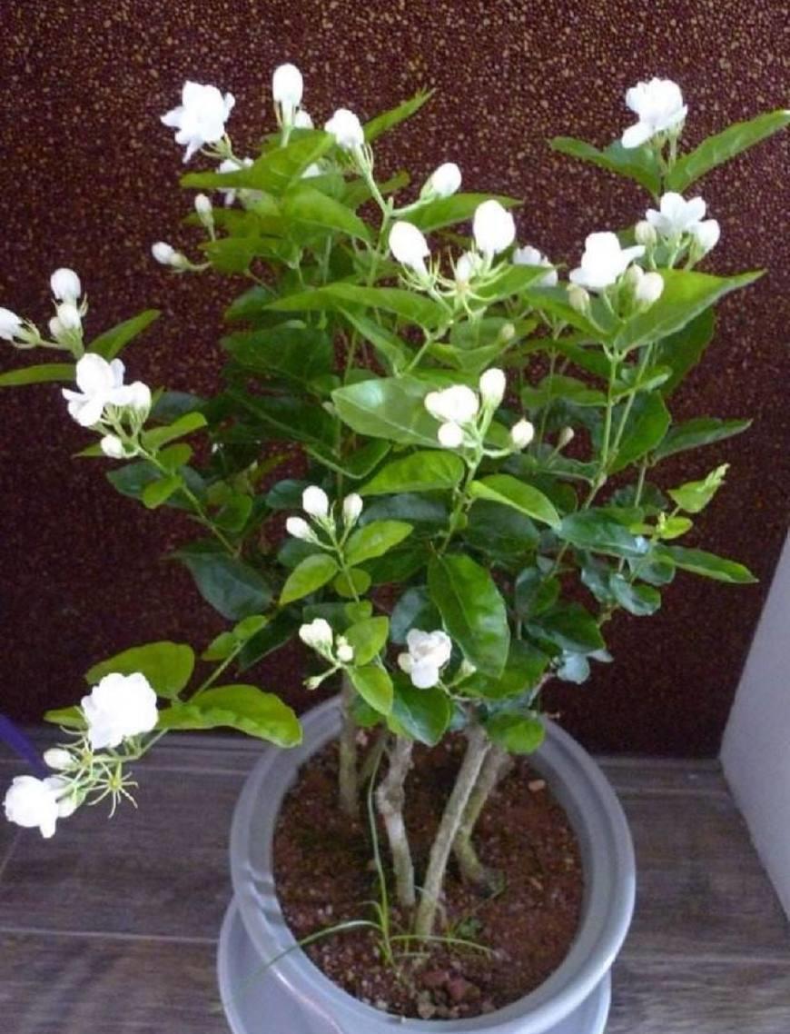 藤条|夏天该入手什么植株?这三种一定要安排上,好看又香