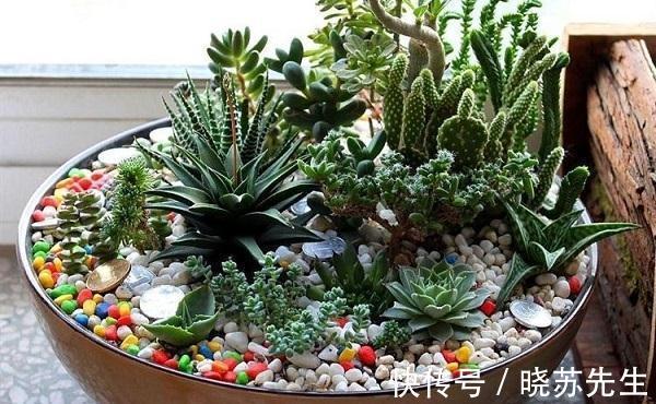 冬日养多肉难出状态?做好5件事,茎叶长得又肥又艳