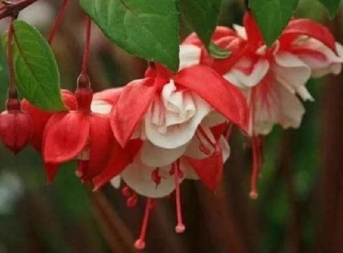 光照|谁见了都喜欢的4种花，好养又漂亮，四季开花，阳台变“花海”！