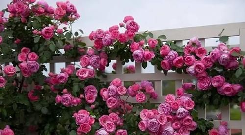 分享可以在阳台栽培的十一种藤本月季，随便一种都能让你满意
