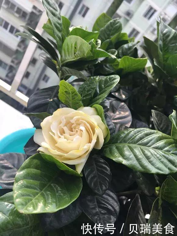 给花喷点它,虫子2天全死光,花朵猛开爆满盆!