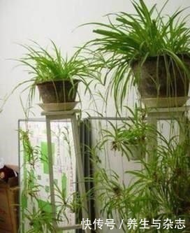 施肥|家里养吊兰懒人不施肥,做到这3步,照样垂藤,爆盆!