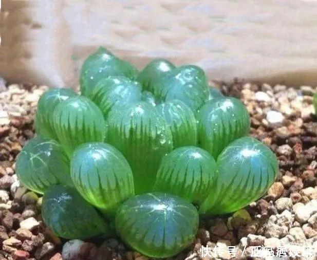 8款颜值奇高的多肉植物,第4盆最好养,第5盆好多人见了就想掐