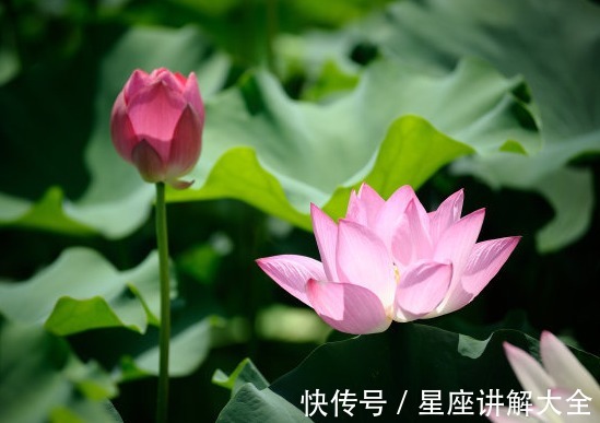 木生火生财局|进入8月中旬，4属相吉星庇佑，桃花朵朵，未来鹏程万里