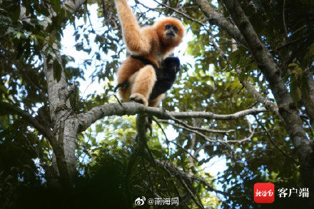 琼安|“琼灵灵”“海宝宝”……网友为海南长臂猿宝宝起的名字真有趣！