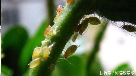 枝叶|家庭养花病虫害怎么办知道几个妙招,枝叶挺拔翠绿,不再生虫!