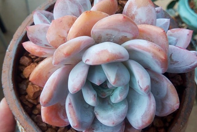 多肉浇水该浇多少,适量的意思是什么,大家是这样理解的吗