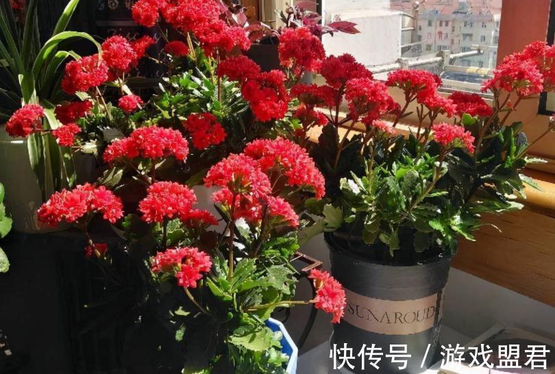 阳台上|从这4个层面入手管理长寿花，盆栽不易生病虫害，反而开花爆盆