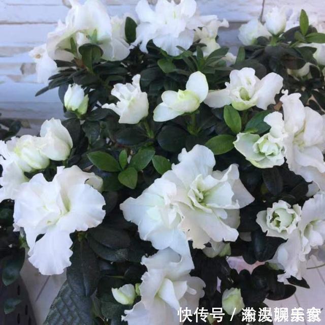 健壮|扦插花卉,必须要用“生根液”错,做好1点,很快就生根!