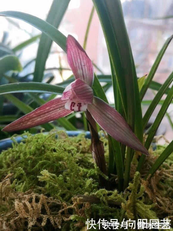 植料|种兰花，植料不用买，公园里捡一些松树皮，养兰花促进开花