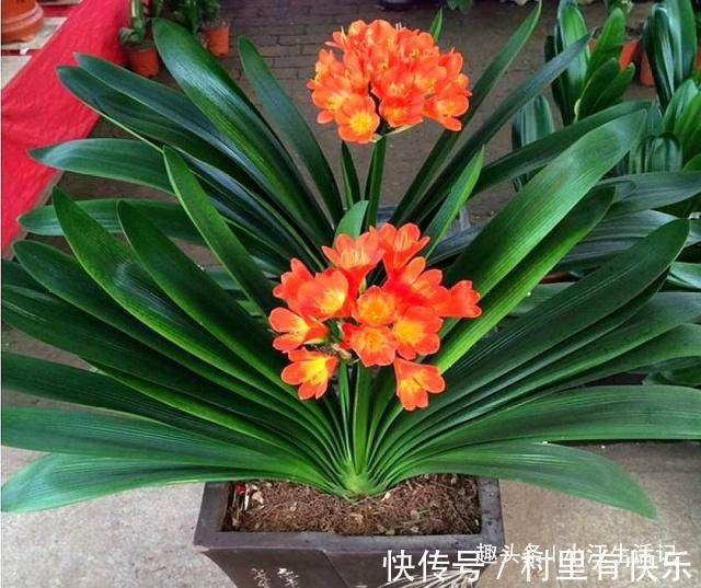 君子兰催花有技巧，啤酒加点“它”，花苞连着开，30天都不落！