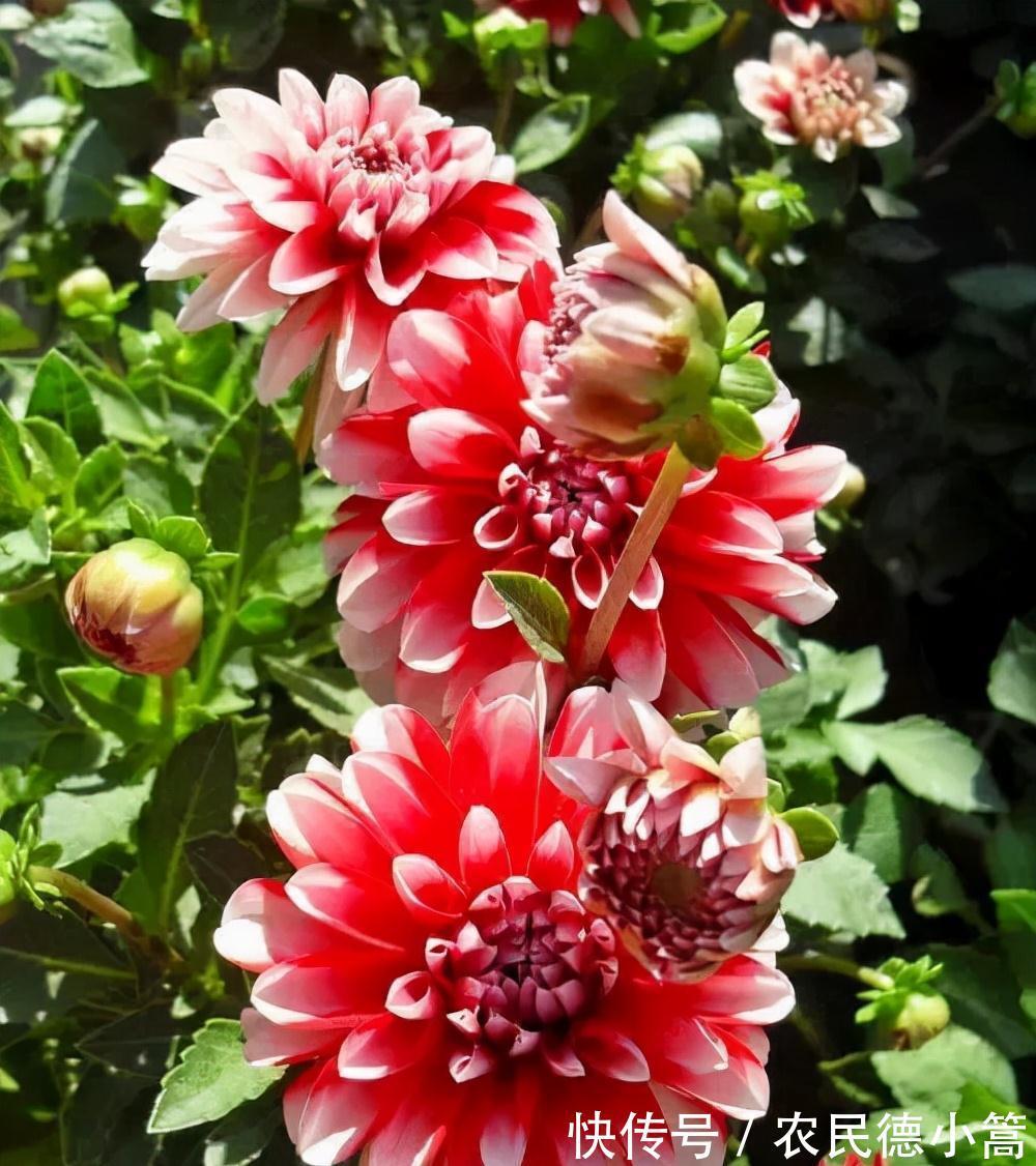 大红色|露台、小院可养一种花,花比碗口大花色鲜艳,开不停