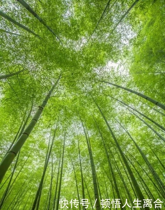 在江苏溧阳，有片竹海，叫南山竹海