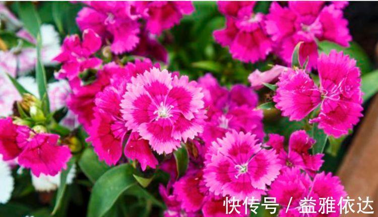 花卉|几款花卉颜值超高的,好养易爆盆,楚楚动人,看一眼就难忘