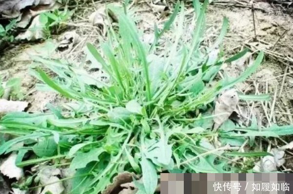 苋菜|埋没在田间的四种抗癌野菜,多数人嫌脏不吃,但是营养价值高