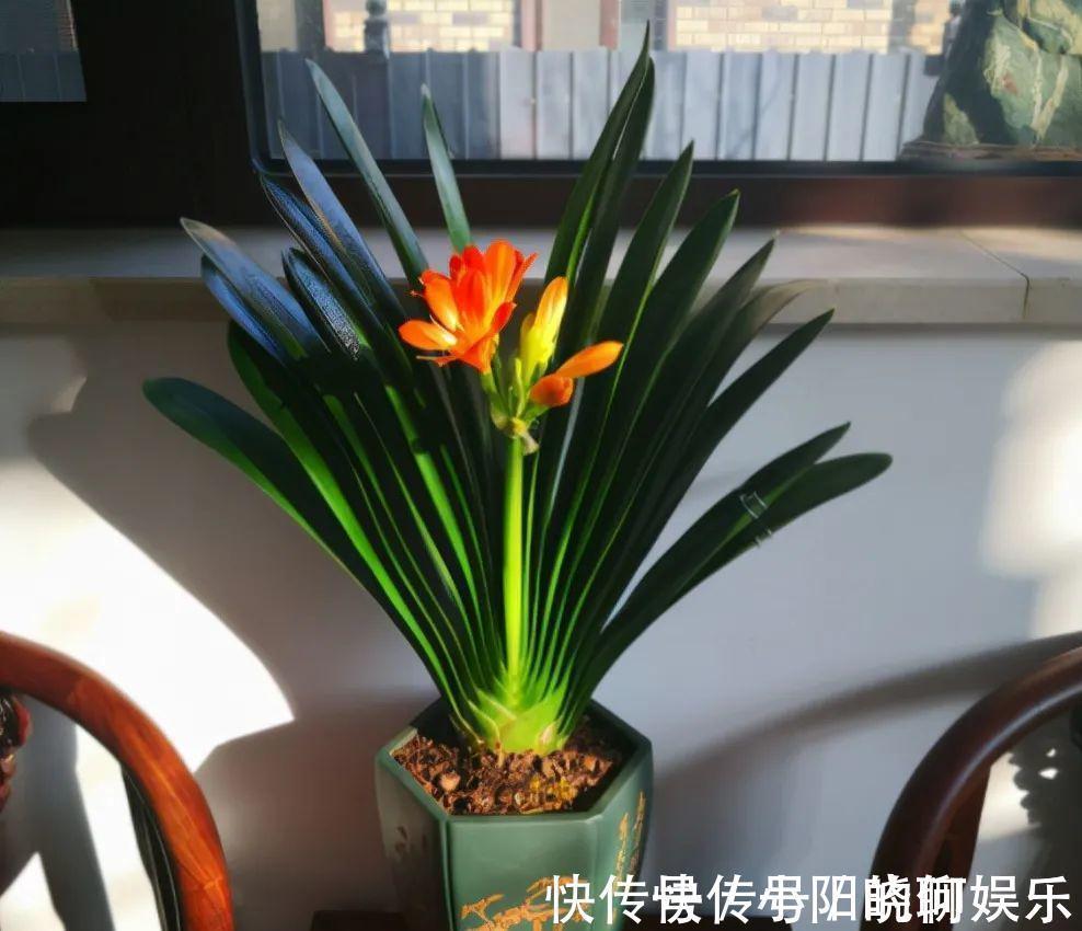 6种漂亮花,都有“好寓意”,喜欢的话养一盆,吉祥又大气