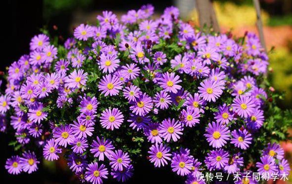 最适合新手养的4种花,好养易活颜值高,满屋子清香四溢