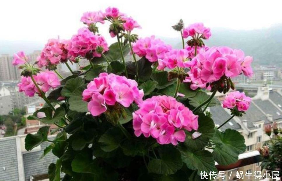 家里养8种耐旱花,不用经常去浇水,也能开花满盆