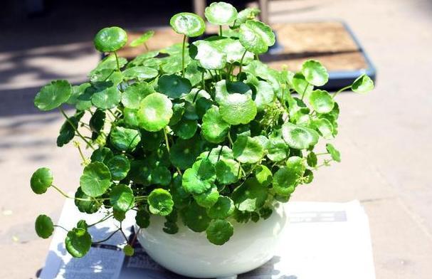 养花烦恼浇对水太难牢记5个重点,盆栽不烂根、少走弯路