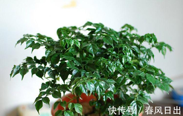 养花在乎寓意,在意颜值和打理难度,就盆栽这5种,全符合条件