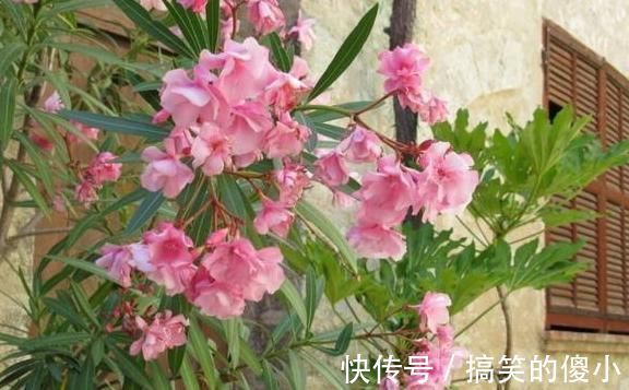 夹竹桃|5种有毒的花卉盆栽，如果家中养了，赶快处理，不要掉以轻心