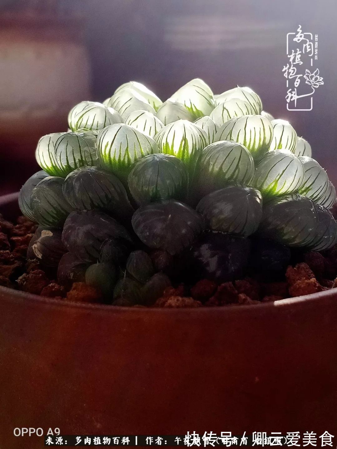 久在晴冬等雪来——北方阳台党的多肉成长历程！