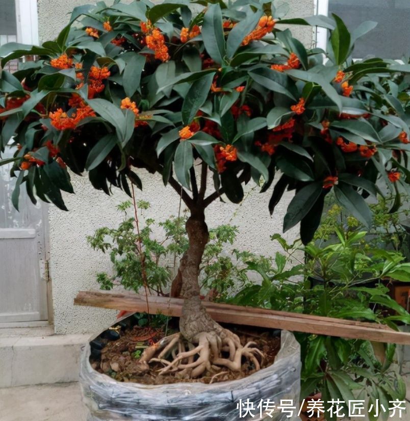 秋季修剪有“风险”,家中养的5种花不能剪,否则明年没花看