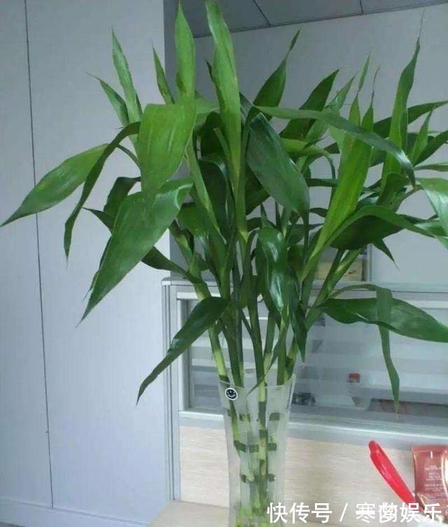 富贵竹养多少根也有讲究，根数不同寓意不同，看看你适合养几根