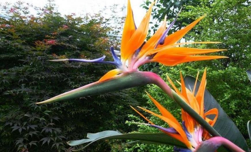 大气上档次|适合客厅的5种大型植物,养一盆大气上档次,空气清新颜值高