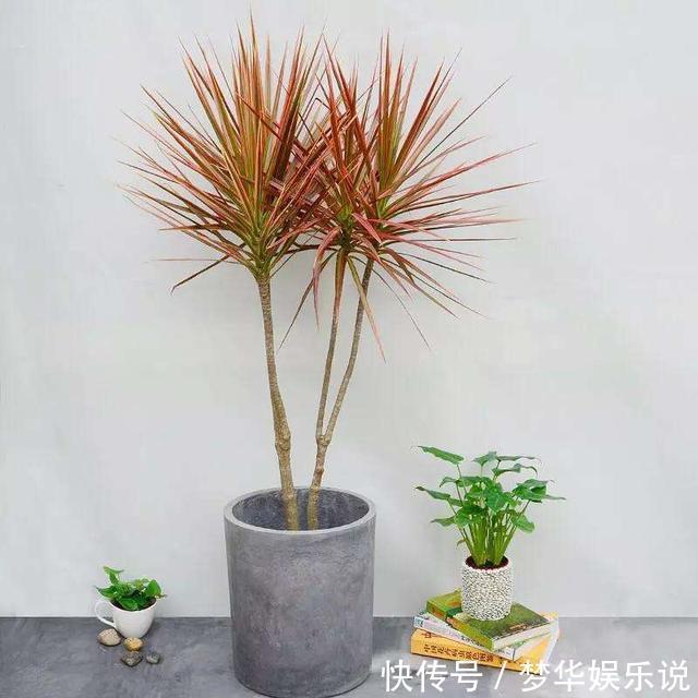 懂花的人都选5种花:“人养花、花养人”,盆盆都是精品